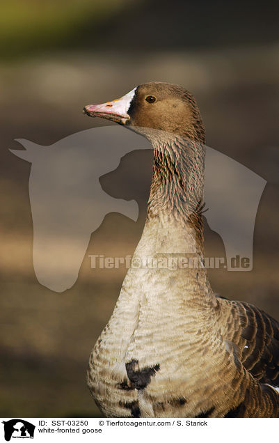 white-fronted goose / SST-03250