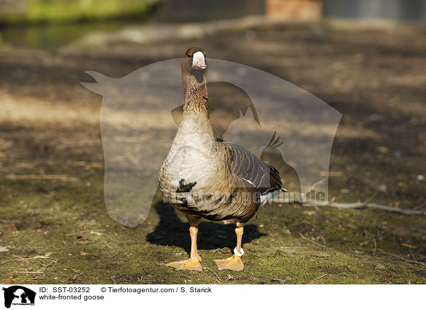 white-fronted goose / SST-03252