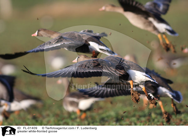 greater white-fronted goose / FL-01409