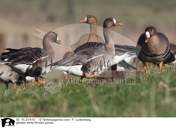 Blssgans / greater white-fronted goose / FL-01410
