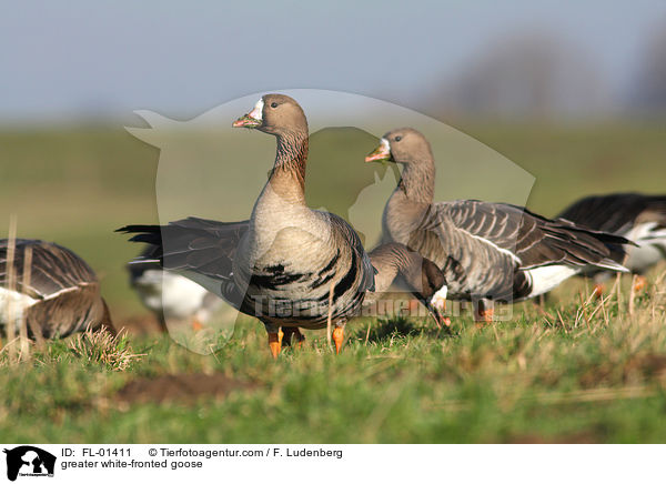 Blssgans / greater white-fronted goose / FL-01411