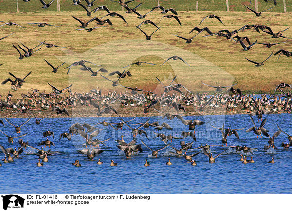 Blssgans / greater white-fronted goose / FL-01416