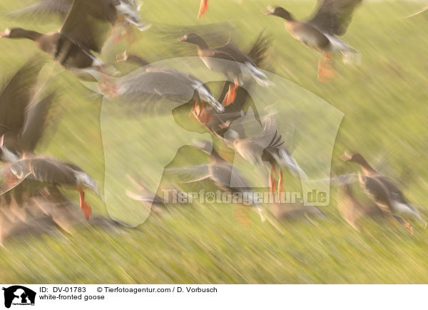 Blssgans / white-fronted goose / DV-01783