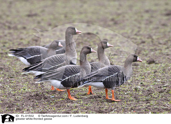Blssgnse / greater white-fronted geese / FL-01502