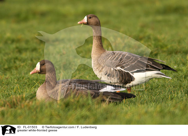 Blssgnse / greater white-fronted geese / FL-01503