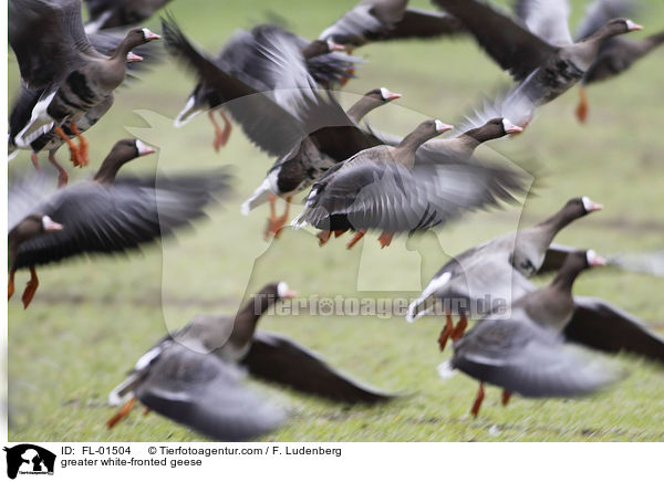 Blssgnse / greater white-fronted geese / FL-01504