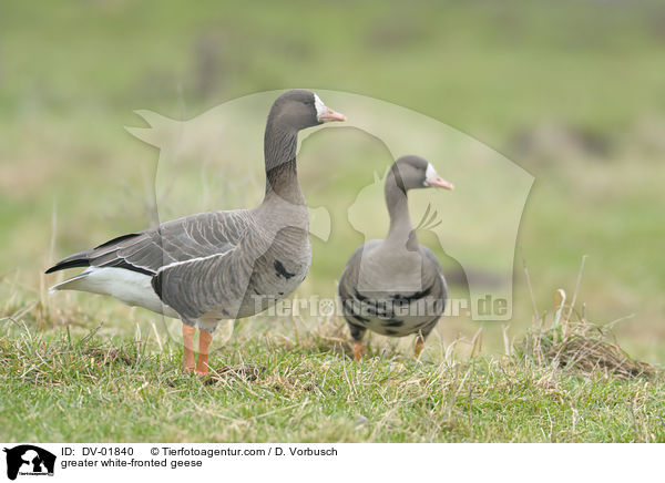 greater white-fronted geese / DV-01840