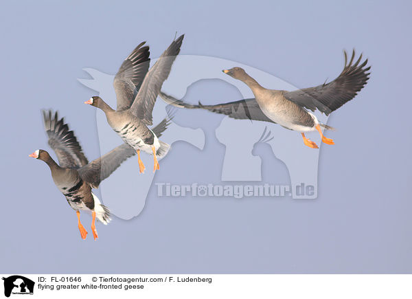 fliegende Blssgnse / flying greater white-fronted geese / FL-01646