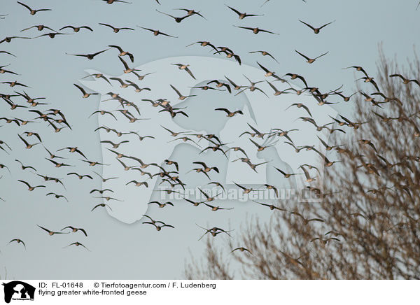 fliegende Blssgnse / flying greater white-fronted geese / FL-01648