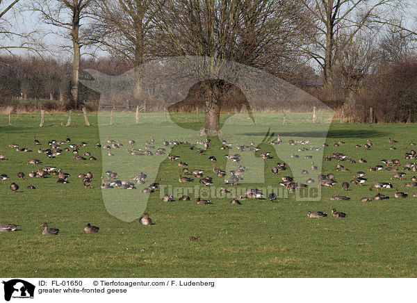 Blssgnse / greater white-fronted geese / FL-01650