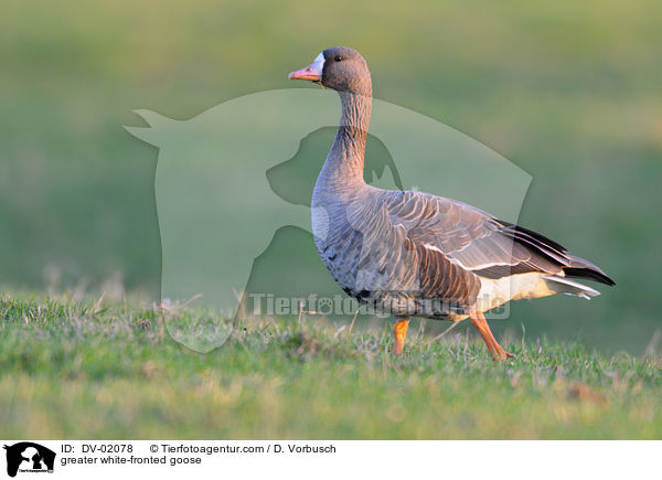 Blssgans / greater white-fronted goose / DV-02078
