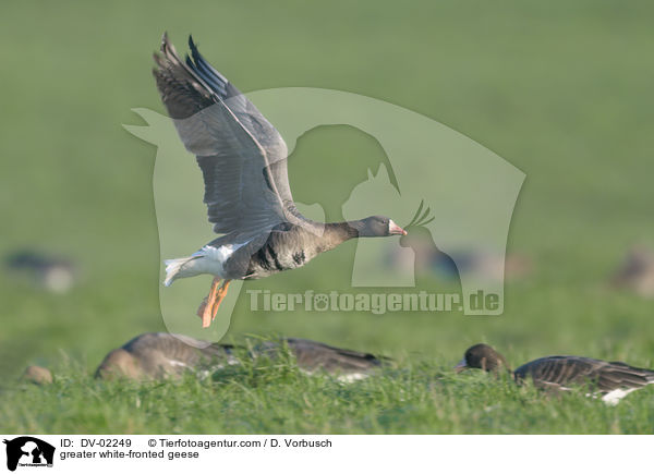 greater white-fronted geese / DV-02249