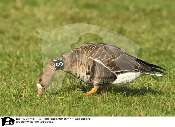 Blssgans / greater white-fronted goose / FL-01745