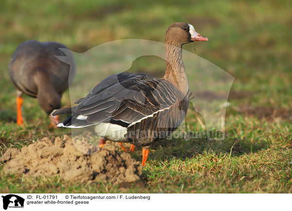 Blssgnse / greater white-fronted geese / FL-01791