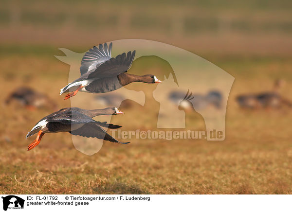 Blssgnse / greater white-fronted geese / FL-01792