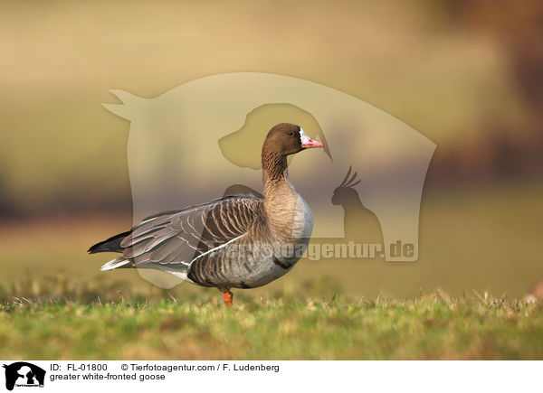 Blssgans / greater white-fronted goose / FL-01800