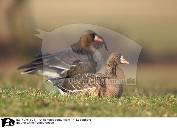 Blssgnse / greater white-fronted geese / FL-01801