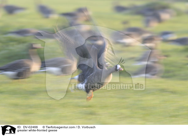 Blssgnse / greater white-fronted geese / DV-02466