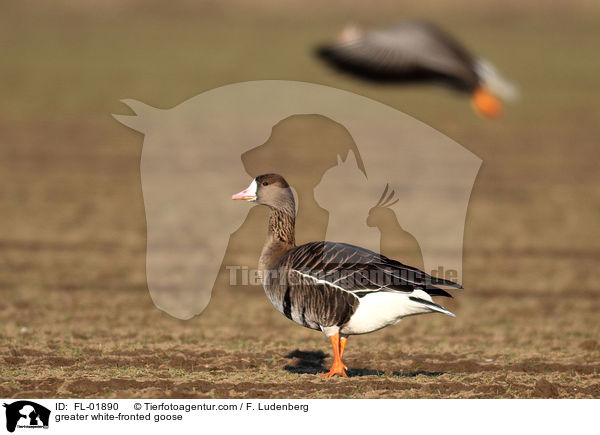 Blssgans / greater white-fronted goose / FL-01890