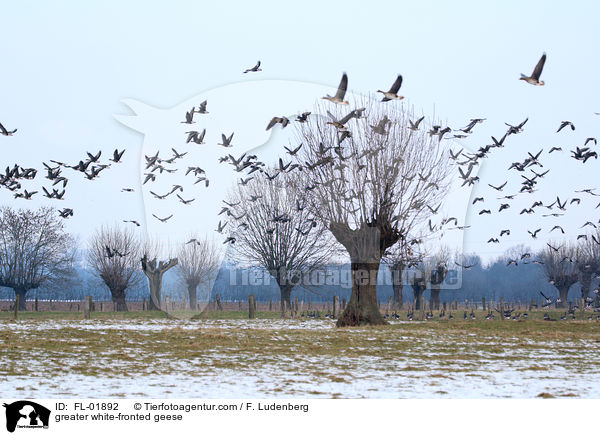 greater white-fronted geese / FL-01892