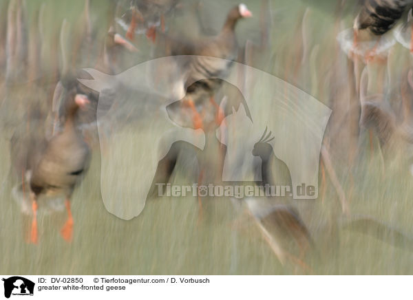 Blssgnse / greater white-fronted geese / DV-02850