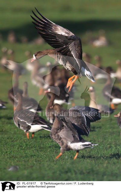 Blssgnse / greater white-fronted geese / FL-01917
