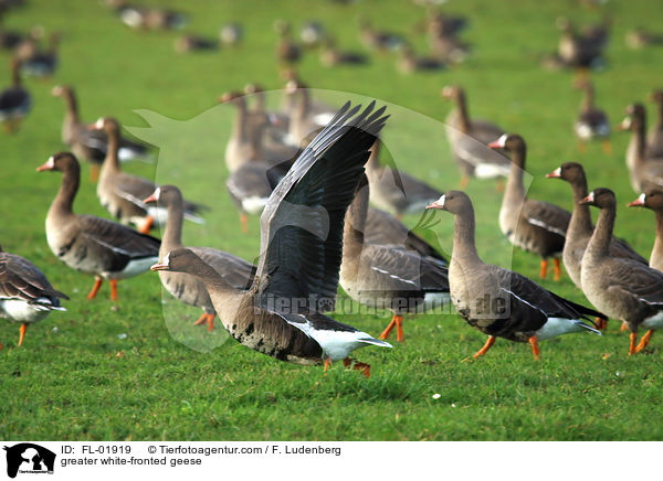 Blssgnse / greater white-fronted geese / FL-01919