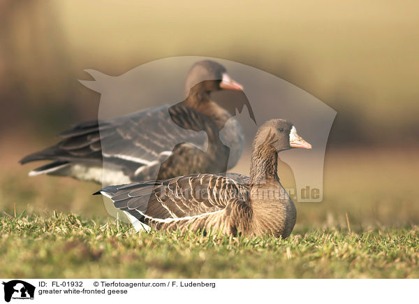 Blssgnse / greater white-fronted geese / FL-01932