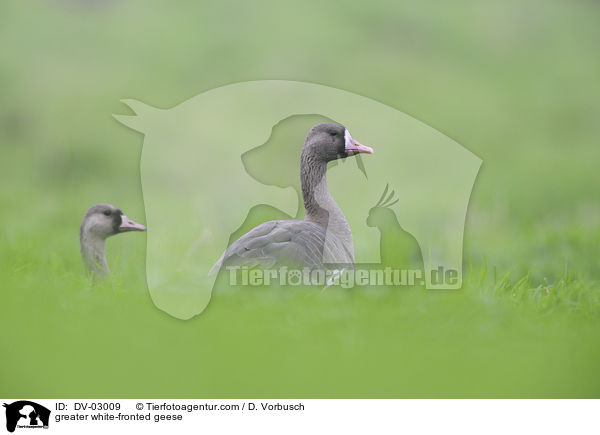 Blssgnse / greater white-fronted geese / DV-03009