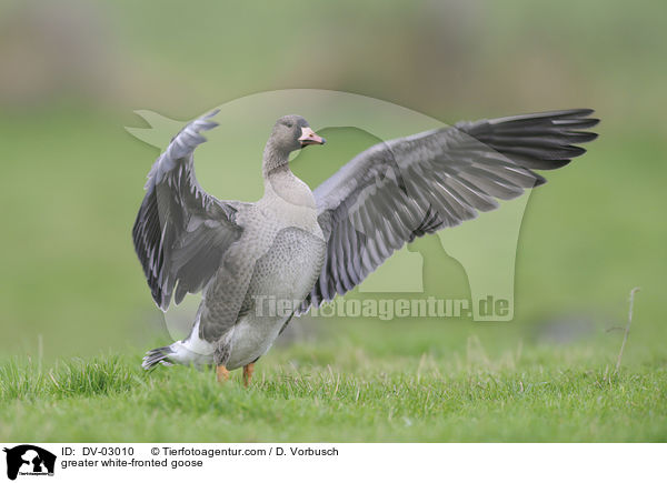 greater white-fronted goose / DV-03010
