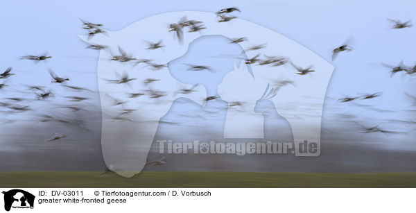 Blssgnse / greater white-fronted geese / DV-03011
