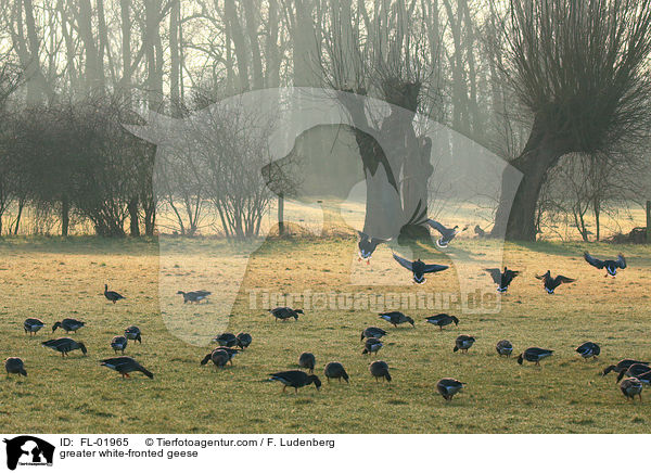 Blssgnse / greater white-fronted geese / FL-01965