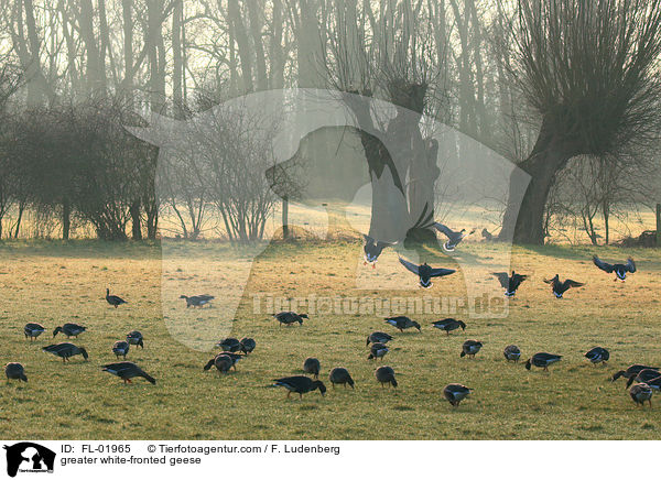 Blssgnse / greater white-fronted geese / FL-01965