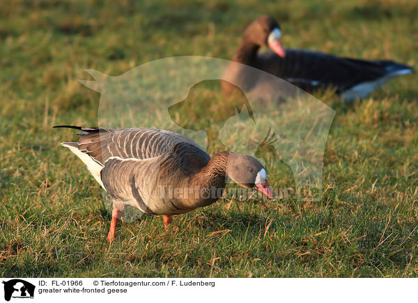 Blssgnse / greater white-fronted geese / FL-01966