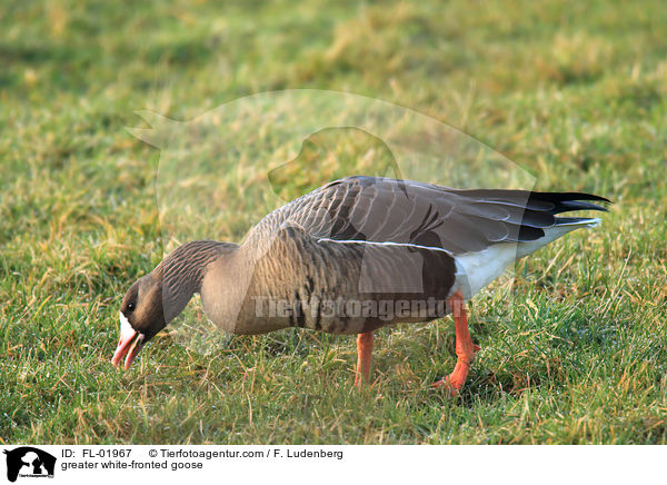 Blssgans / greater white-fronted goose / FL-01967