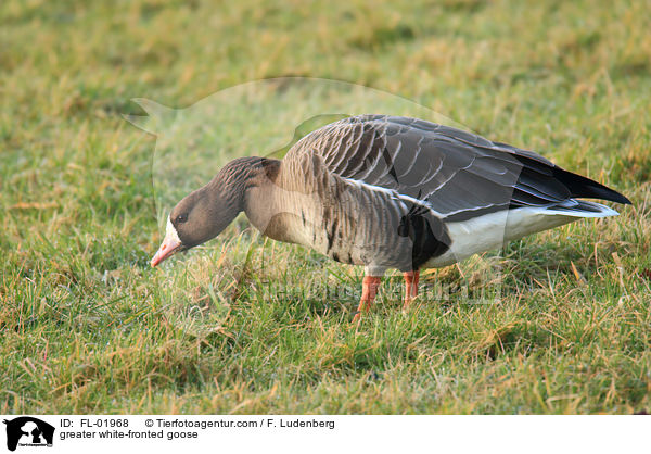 Blssgans / greater white-fronted goose / FL-01968