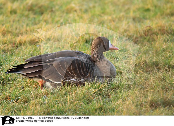 Blssgans / greater white-fronted goose / FL-01969