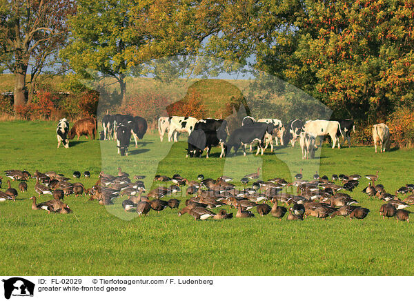 Blssgnse / greater white-fronted geese / FL-02029