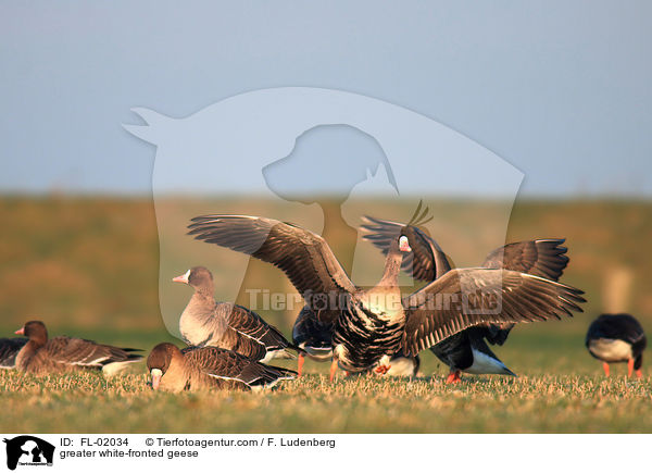 Blssgnse / greater white-fronted geese / FL-02034