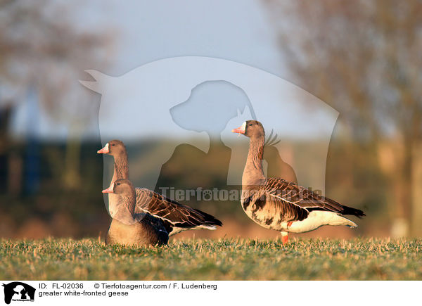 Blssgnse / greater white-fronted geese / FL-02036