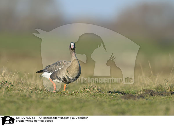 Blssgans / greater white-fronted goose / DV-03253