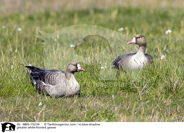 Blssgnse / greater white-fronted geese / MBS-15239