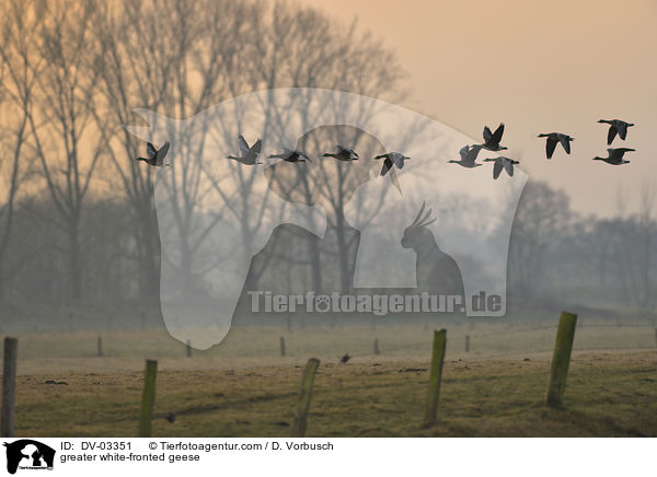 greater white-fronted geese / DV-03351