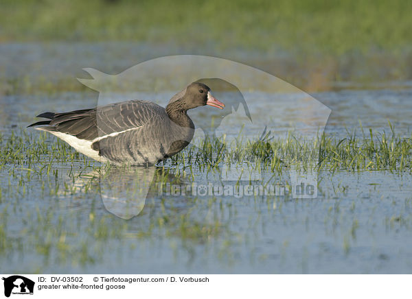 Blssgans / greater white-fronted goose / DV-03502
