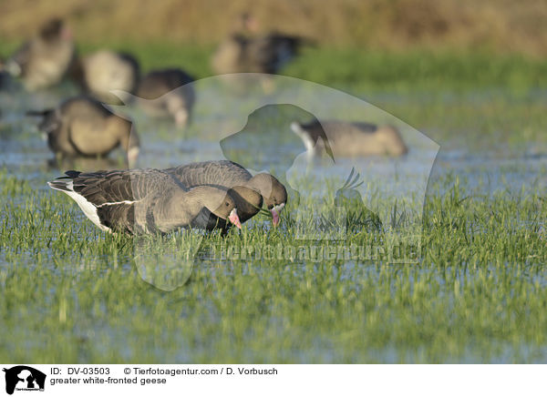 greater white-fronted geese / DV-03503