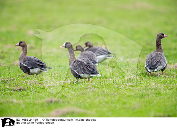 Blssgnse / greater white-fronted geese / MBS-24459