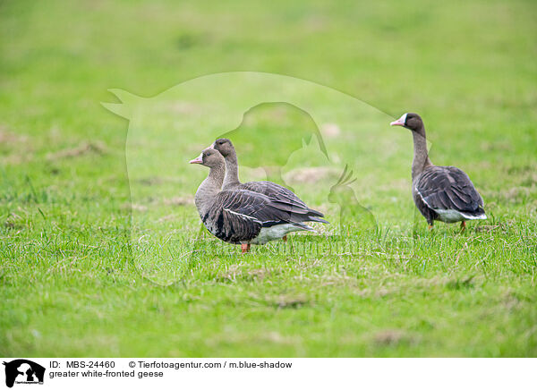 Blssgnse / greater white-fronted geese / MBS-24460