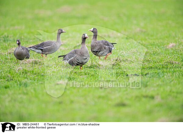 greater white-fronted geese / MBS-24461