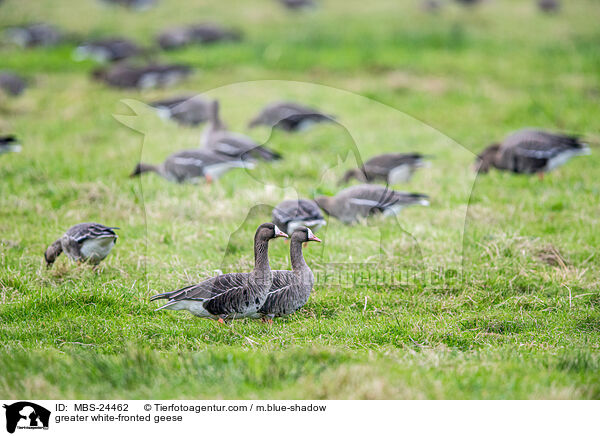 Blssgnse / greater white-fronted geese / MBS-24462