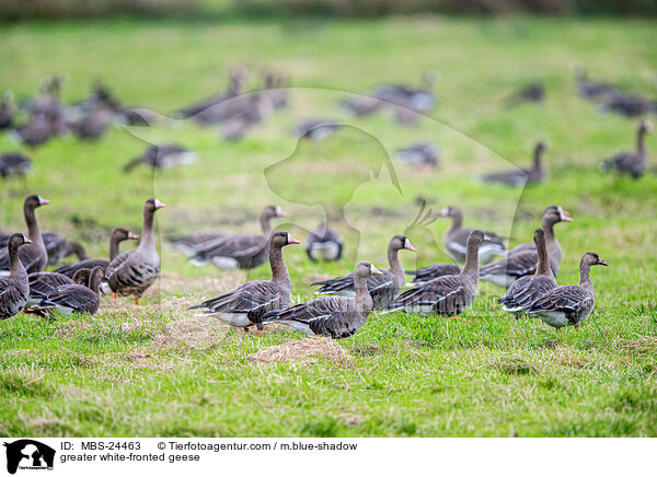 Blssgnse / greater white-fronted geese / MBS-24463